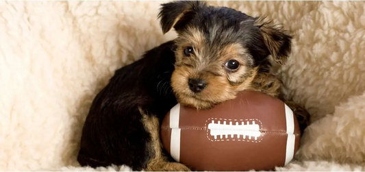 The Best Football-Themed Pet Names