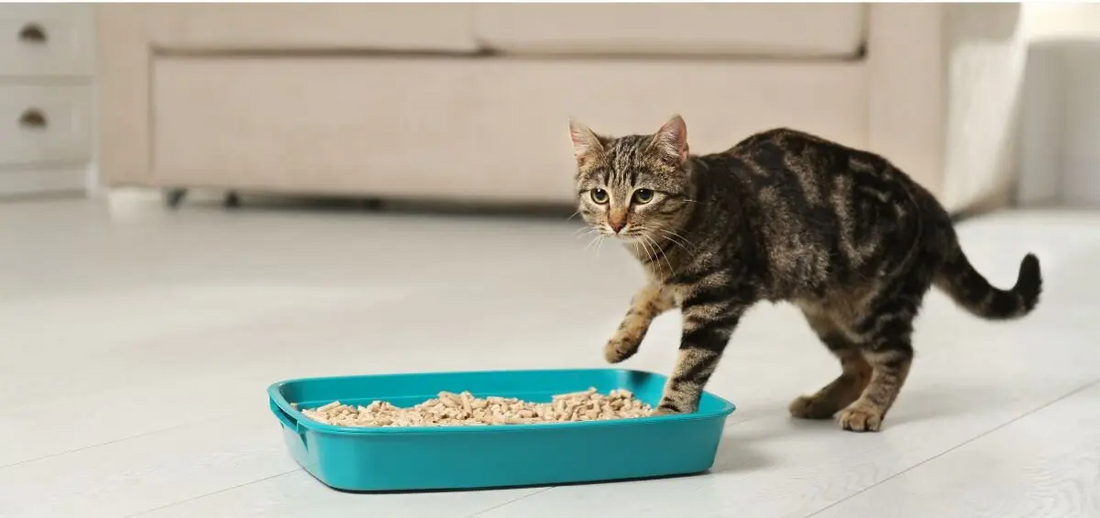 Why Is My Cat Pooping Outside the Litter Box?