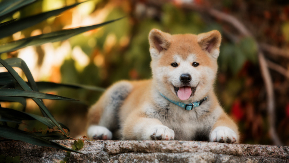 A dog